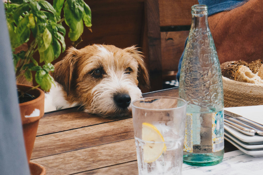 Saison estivale : Comment aider toutou à rester hydraté pendant l'été ?