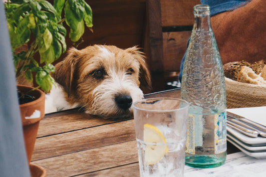 Saison estivale : Comment aider toutou à rester hydraté pendant l'été ?