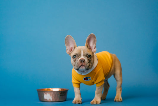 Passage à l'alimentation ménagère : Oui, mais pour quels chiens ?