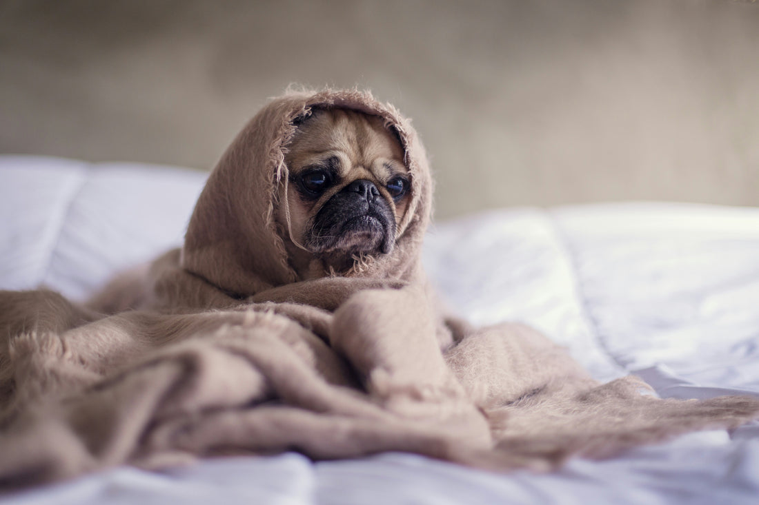 L'importance du sommeil chez nos toutous